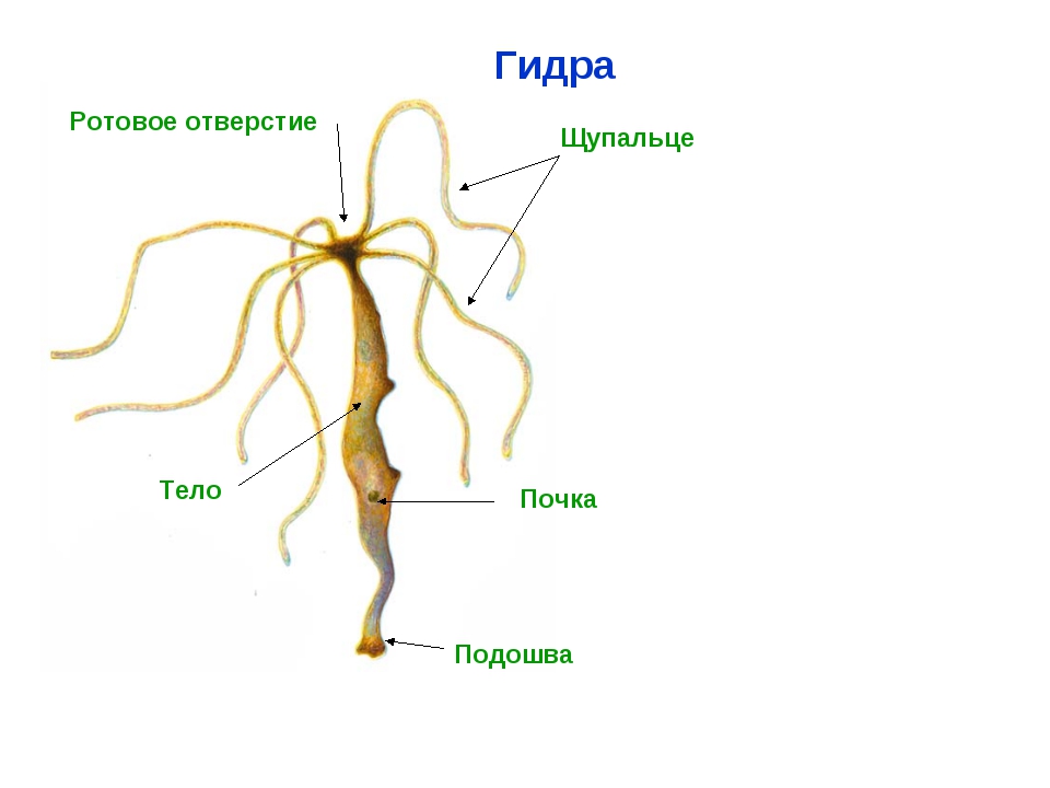 Kraken zerkalo официальный сайт