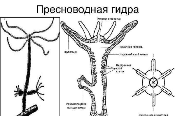 Пользователь не найден kraken